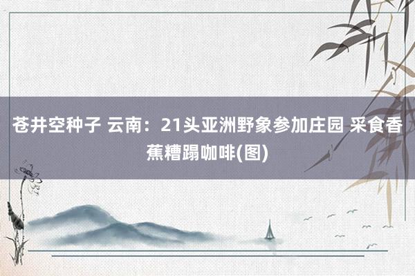 苍井空种子 云南：21头亚洲野象参加庄园 采食香蕉糟蹋咖啡(图)